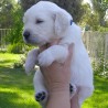 Preciosos cachorros deGolden Retriever